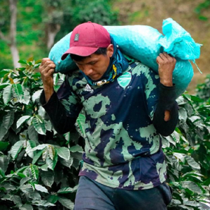 コロンビア・ラスモラスアナエロW
