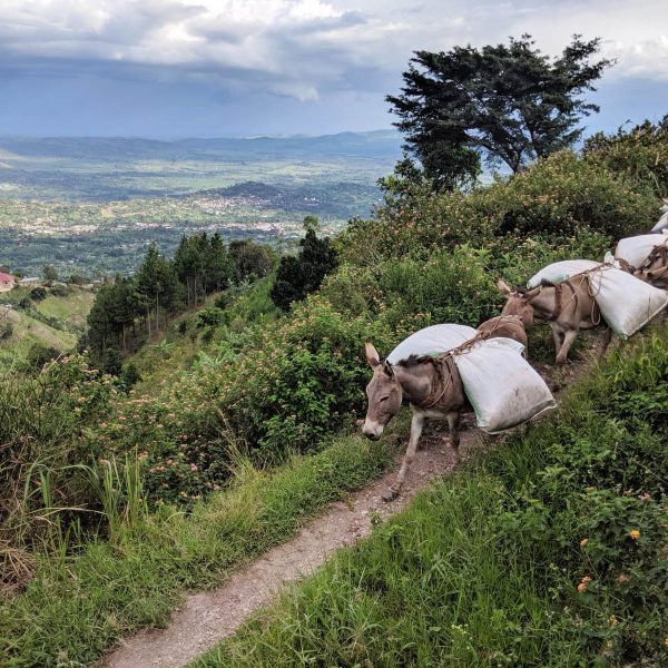 ウガンダルウェンゾリN