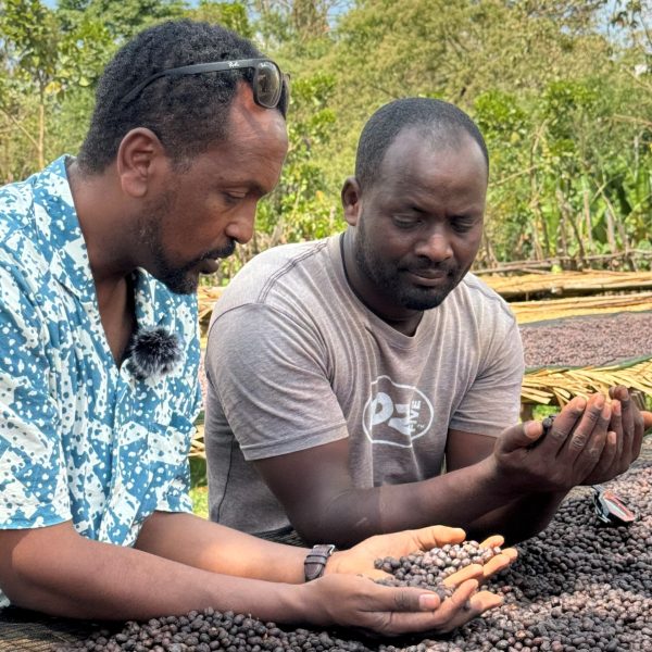 エチオピア・ハロベリティ