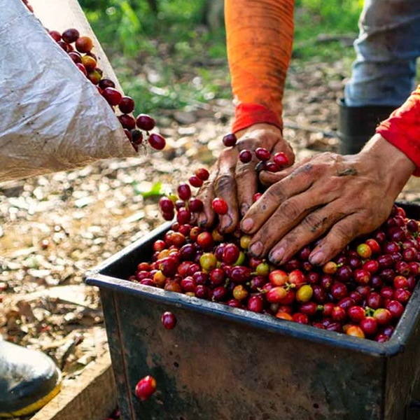 コロンビア・トリマカフェグランデ農協
