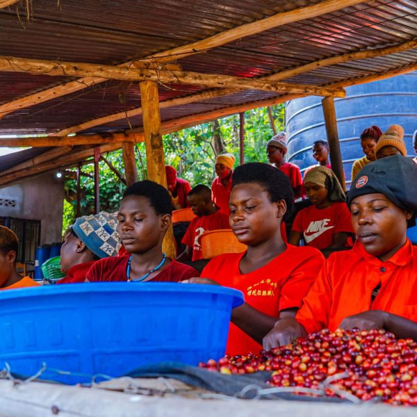 ルワンダ・ンゴマWS