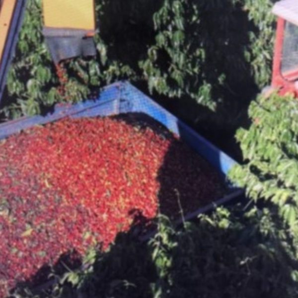 ブラジルトロピカルバイーア