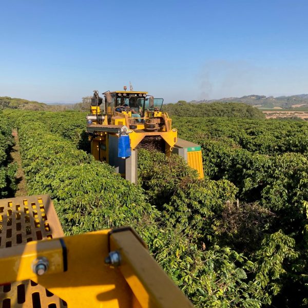 ブラジルモンテアレグレ