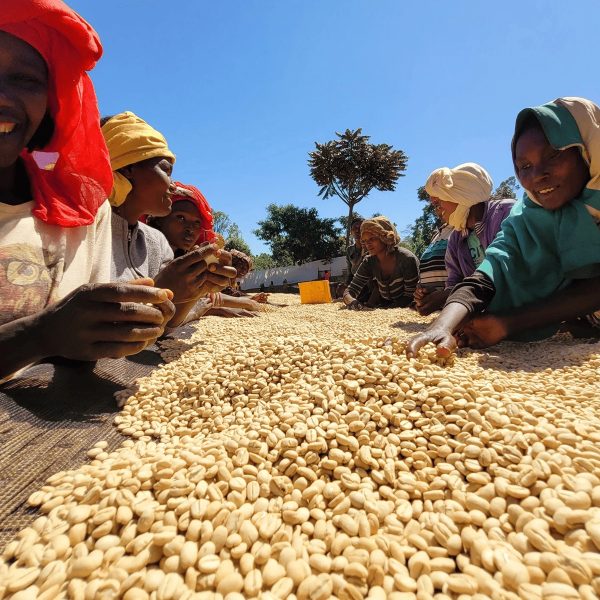 エチオピア・ラレサ