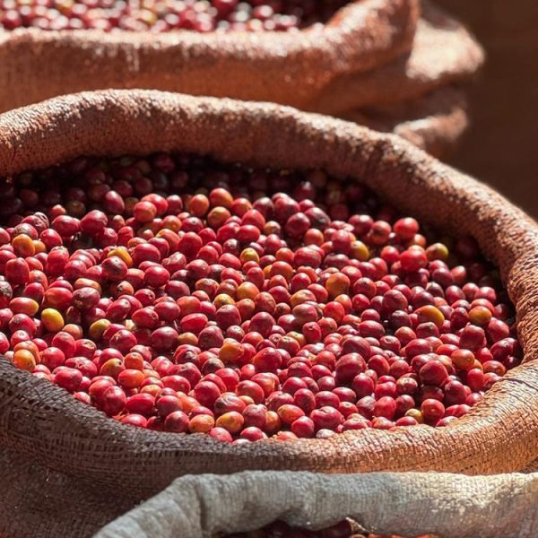 エチオピア・グジ